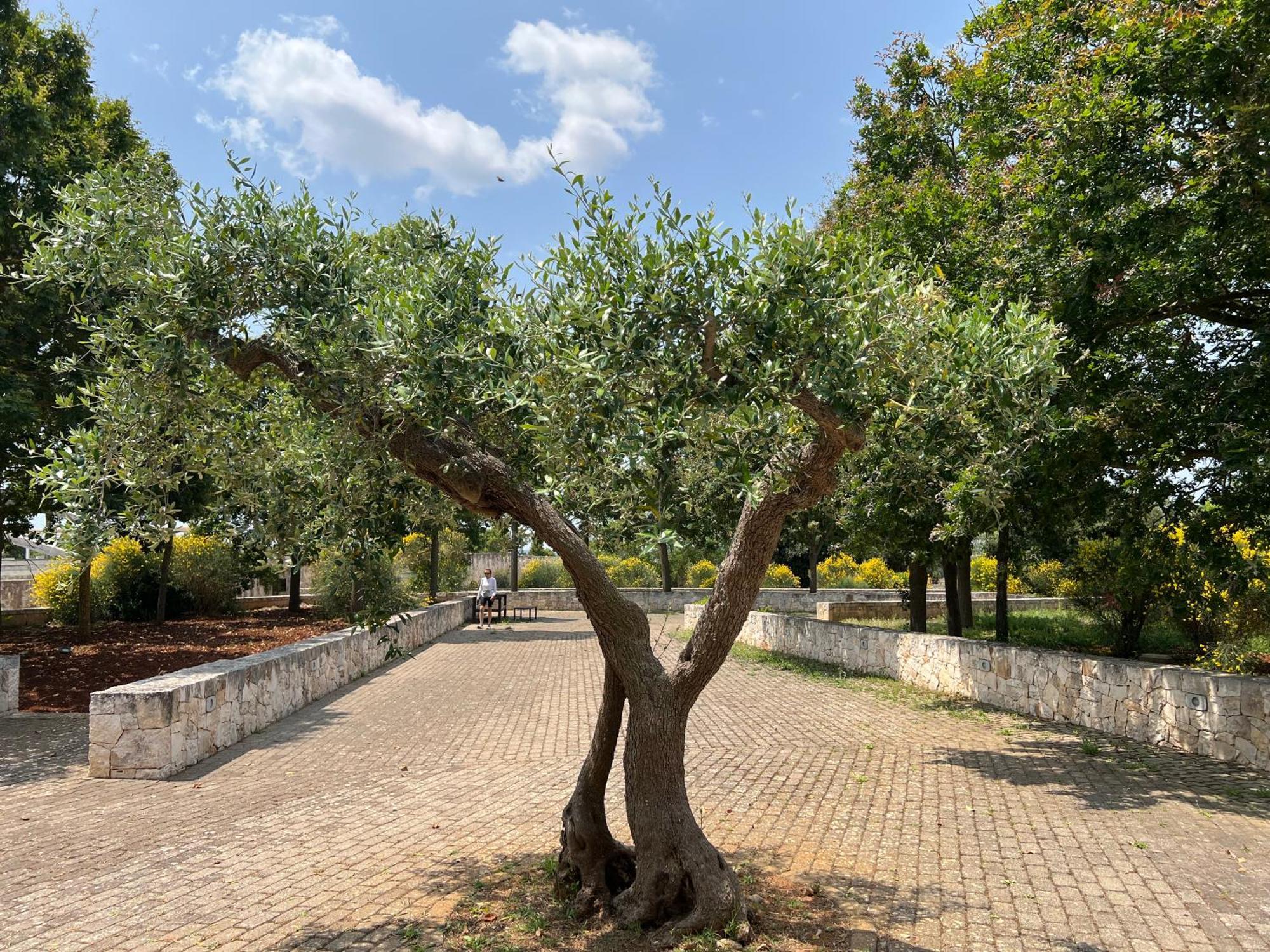 Apulia Victor Country